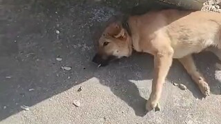 Dog🐶: Mặc dù rất lo lắng nhưng tôi vẫn bước ra