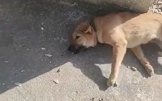 Dog🐶: Mặc dù rất lo lắng nhưng tôi vẫn bước ra