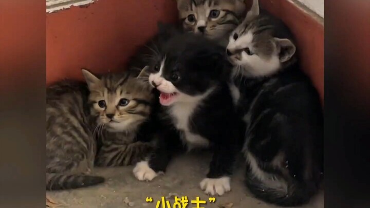 “How can it survive in this vast city without a mom, without anyone to rely on?”