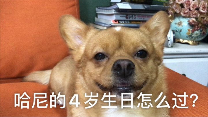 哈尼的4岁生日怎么过？