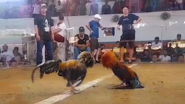 2-2-24  2hits champion  (1fight)