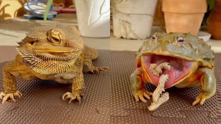 [Animal] Lizard: Eat Slowly, No One is Going to Steal Them from You