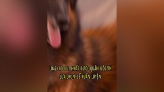 Chó nghiệp vụ nhưng chơi hệ nghệ sĩ nhân dân =)))) trend#dog thucung#cute fyp