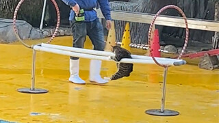 "Cat has a low level of education and can only take on temporary jobs."