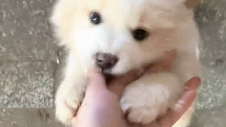 يذهب إلى سوق الخضار ثمانمائة مرة في اليوم فقط ليرى الجرو الصغير في متجر صاحبه.