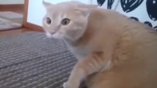 如何把猫吓瘫？