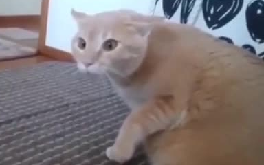 كيفية تخويف القطة حتى الشلل؟