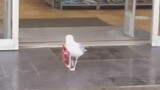 Chim bồ câu vào siêu thị ăn trộm khoai tây chiên!