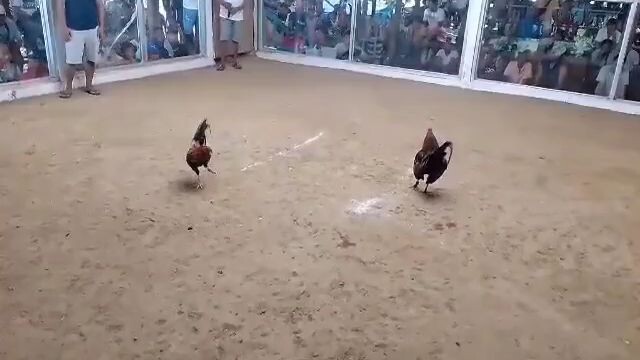 win first fight