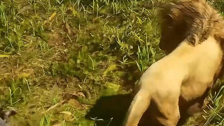 Lion: You're actually quite nice