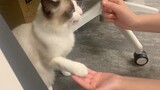 Meow Meow 🥰 shake hands