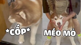 IQ của Ngáo đã không cao rồi, bị đụng đầu vậy thì ngốc mất 🤣 | Pets TV