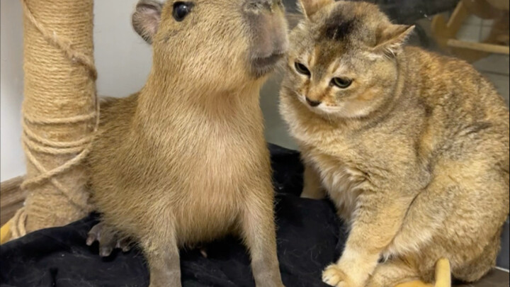 I wonder if the capybara knows it’s worth a fortune