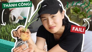 Cùng mình trồng thức ăn thừa trong bếp xem cái gì mọc lên?