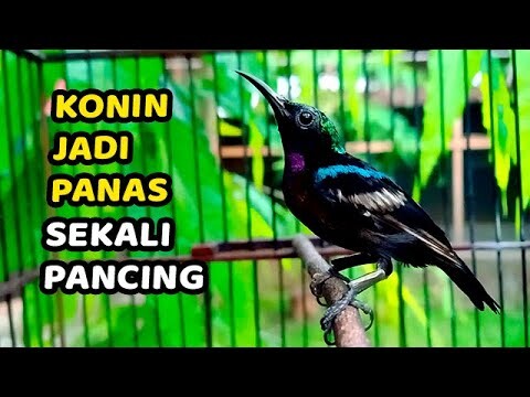 Masteran Konin Kolibri Ninja Jernih FULL TEMBAKAN mewah 2022 cocok buat Pancingan #kolibrigacor
