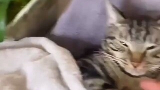 Apa yang kucing lakukan saat kamu tidak di rumah? pt.3 Selain membuat lagu, aku juga mandi dan melak