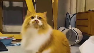 只有猫猫受伤的世界达成了……