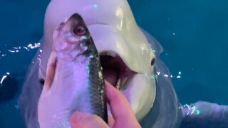 Have some little ice cubes.