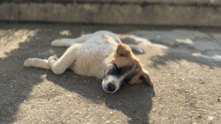 Who could bear to wake a sleeping pup?