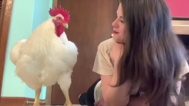 Setelah “ayam pedaging” diadopsi, ia menjalani kehidupan santai sambil bermain musik dan game 【subti