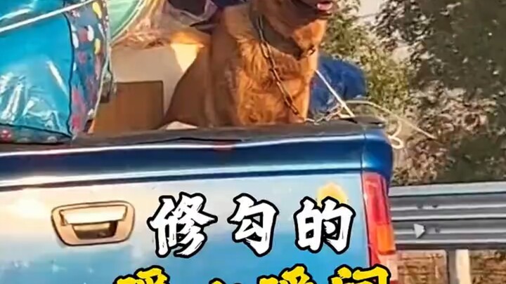 “Cinta anjing itu tulus dan penuh semangat; ia tak membutuhkan balasan pengakuan.”