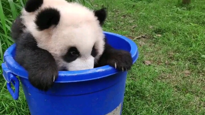 Baby Panda… I Really Want to Steal That Bucket Now!