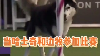 عندما تشارك الهاسكي والبيتبول في سباق معًا، النتيجة هي... "بيتبول، يا صاحبي، أنت تؤثر على أدائي!"