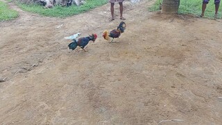 kanang tari