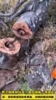 A man cut wood with a chainsaw and cut off a venomous snake...