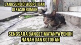 Anak Kucing Gak Bisa Lihat Menangis Di Pinggir Jalan Sambil Minta Di Tolong Langsung Adopsi..!