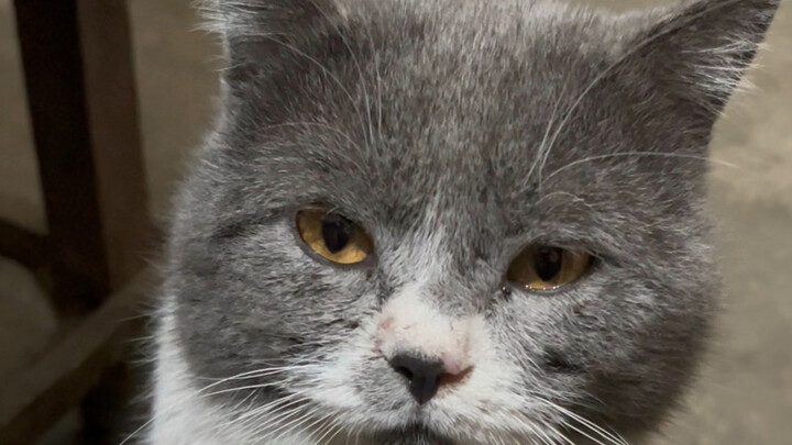 Tes IQ kucing berusia dua tahun