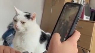 "Jealousy makes a cat look ugly!"
