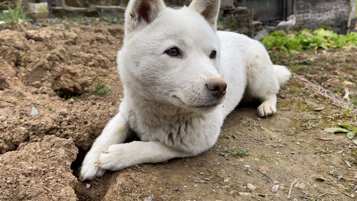 The dog has become a cunning creature—digging pits to hide its food!