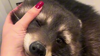 مرحبًا! كيس رقائق المقرمشة الصغير