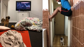 มีช่วงเวลาที่สนุกสนานเมื่อเล่นซ่อนหากับสุนัข - ปฏิกิริยาของสุนัขตลก