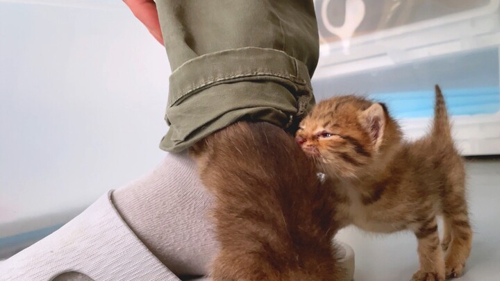 Miau: Katanya pergelangan celana manusia mengarah ke multi-alam semesta