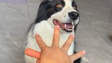 Nếu xúc xích được làm giả hình ngón tay, liệu con chó có cắn một miếng không?
