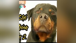 Chú Chó Trinh Thám Phần 2dog fyp phimhaymoingay reviewphim dongvat phimhay cho