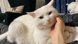 So I Guess That's The Difference Between Cats And Dogs...