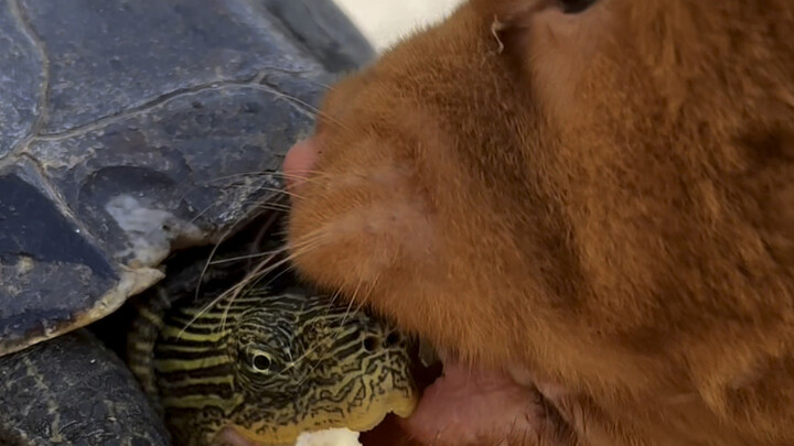 Con bò cảnh mua trên mạng cứ bảo là không lớn được, vậy mà giờ nó lớn quá rồi! Đem chuyện đến gặp cử