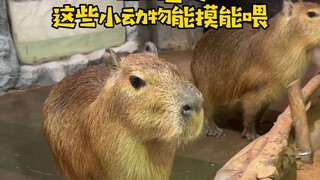 Beware! How could there be such an outrageous zoo?