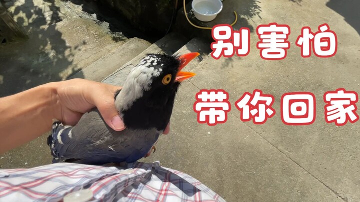 A single dog scared you this much? You’ve totally lost face!