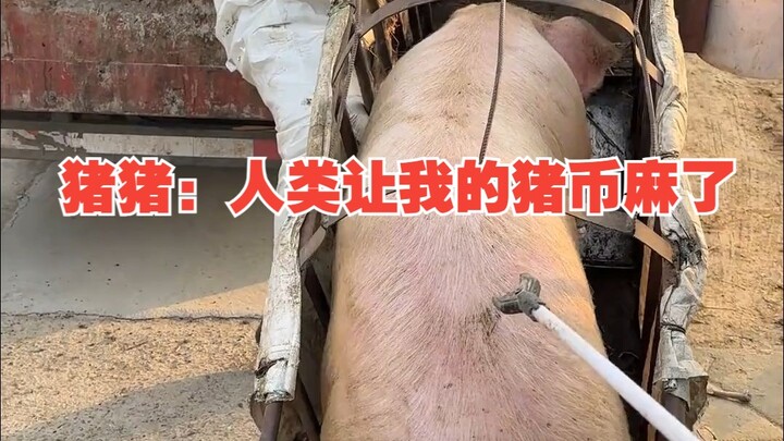 Chú Lợn: Loài người làm đồng xu lợn của tôi phát điên luôn!