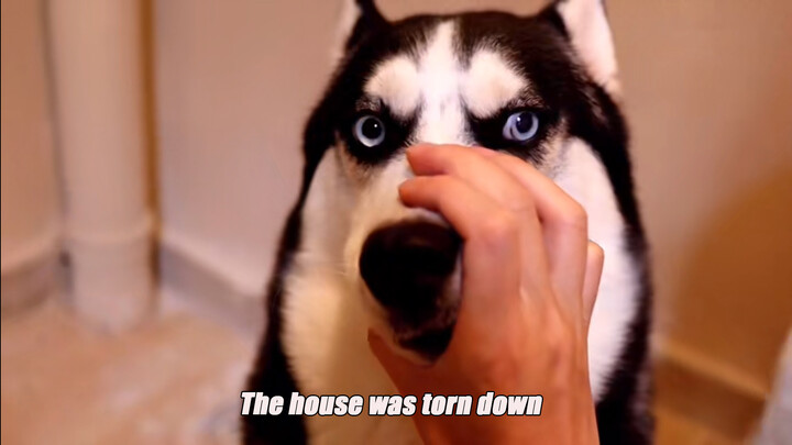 After 2 Years with the Huskies, My House Was "Refitted"