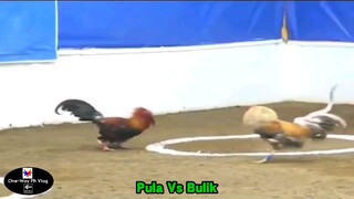 Sabong Part-10 Pula Vs Bulik