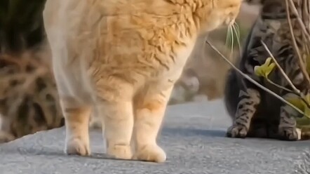 等等，这猫的颜色不太对，这是橘猫？，再等等，这是猫？