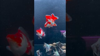 Menyatukan ikan mas koki dengan ikan manfish