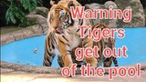 This endangers even a tiger!