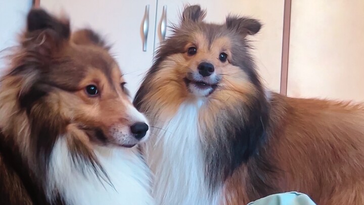 Woken up by two dogs barking together, with a touching ending