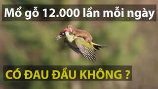 Mổ gỗ 12.000 lần mỗi ngày, GÕ KIẾN CÓ ĐAU ĐẦU ?